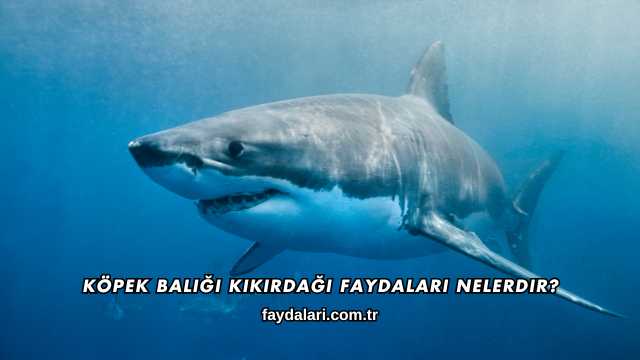 Köpek Balığı Kıkırdağı Faydaları Nelerdir?