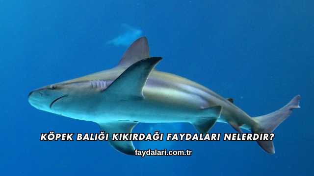 Köpek Balığı Kıkırdağı Faydaları Nelerdir?