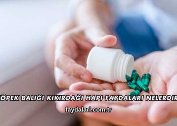 Köpek Balığı Kıkırdağı Hapı Faydaları Nelerdir?