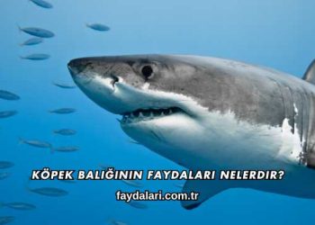 Köpek Balığının Faydaları Nelerdir?