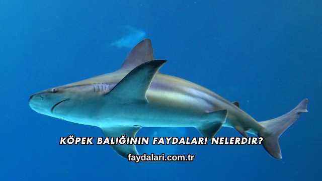 Köpek Balığının Faydaları Nelerdir?