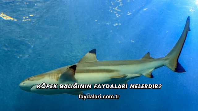 Köpek Balığının Faydaları Nelerdir?