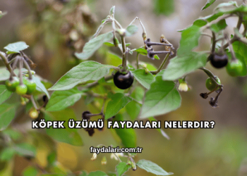 Köpek Üzümü Faydaları Nelerdir?