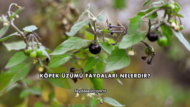 Köpek Üzümü Faydaları Nelerdir?