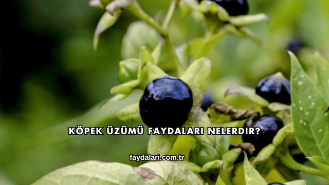 Köpek Üzümü Faydaları Nelerdir?