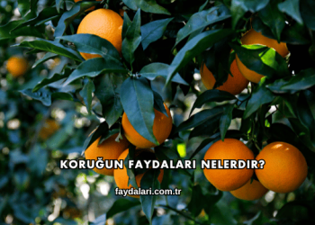 Koruğun Faydaları Nelerdir?