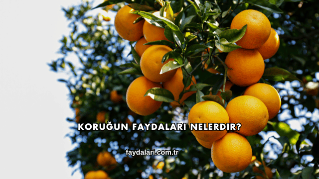 Koruğun Faydaları Nelerdir?