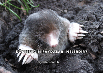 Köstebeğin Faydaları Nelerdir?