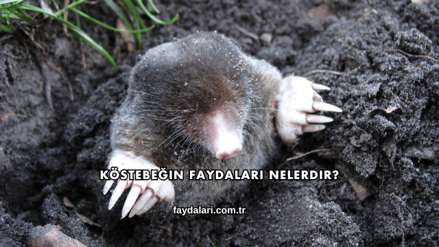 Köstebeğin Faydaları Nelerdir?