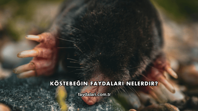 Köstebeğin Faydaları Nelerdir?