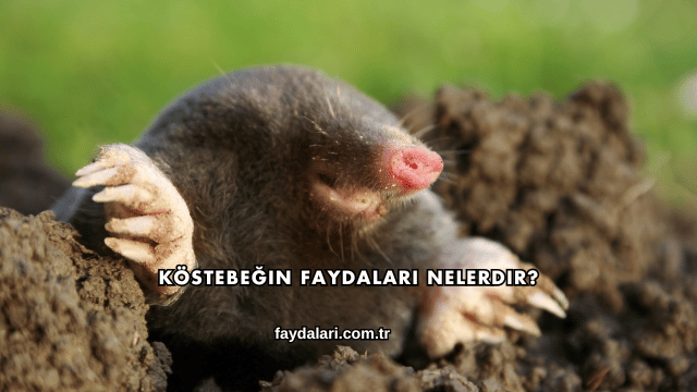 Köstebeğin Faydaları Nelerdir?