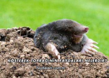 Köstebek Toprağının Faydaları Nelerdir?