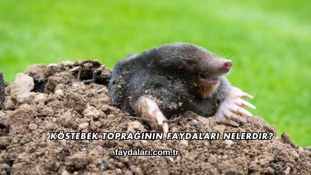 Köstebek Toprağının Faydaları Nelerdir?
