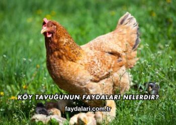 Köy Tavuğunun Faydaları Nelerdir?