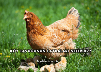 Köy Tavuğunun Faydaları Nelerdir?