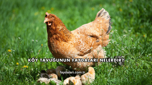 Köy Tavuğunun Faydaları Nelerdir?