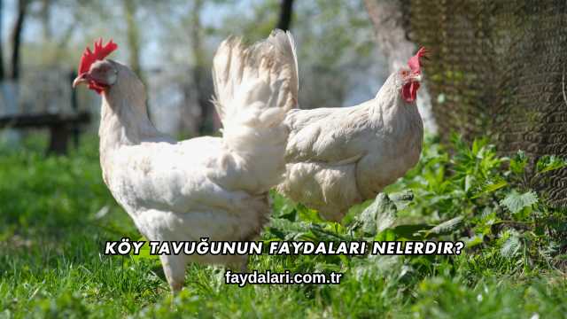 Köy Tavuğunun Faydaları Nelerdir?