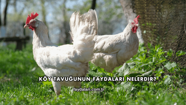 Köy Tavuğunun Faydaları Nelerdir?