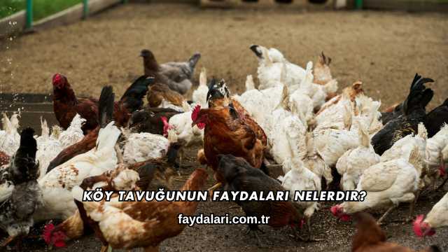 Köy Tavuğunun Faydaları Nelerdir?