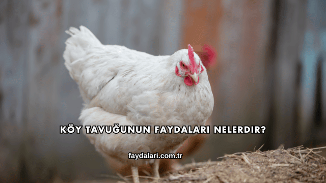 Köy Tavuğunun Faydaları Nelerdir?