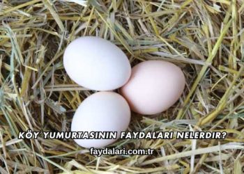 Köy Yumurtasının Faydaları Nelerdir?