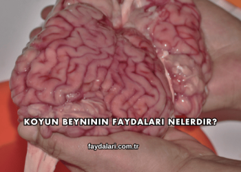 Koyun Beyninin Faydaları Nelerdir?