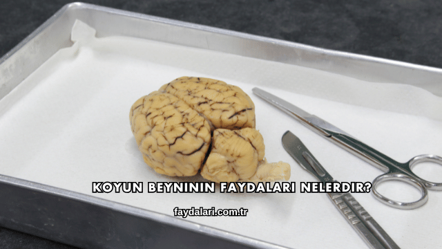 Koyun Beyninin Faydaları Nelerdir?