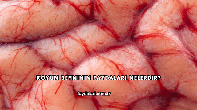 Koyun Beyninin Faydaları Nelerdir?