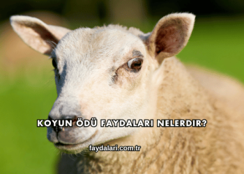 Koyun Ödü Faydaları Nelerdir?