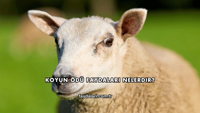 Koyun Ödü Faydaları Nelerdir?