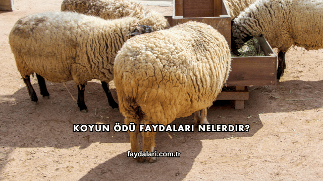 Koyun Ödü Faydaları Nelerdir?