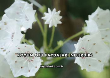 Koyun Otu Faydaları Nelerdir?