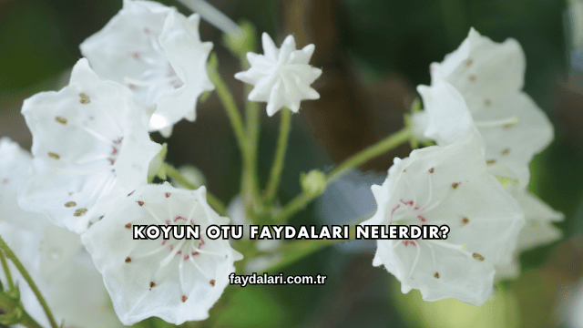 Koyun Otu Faydaları Nelerdir?