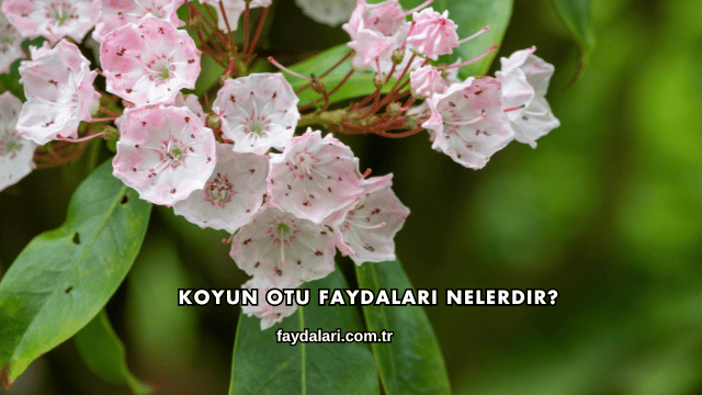 Koyun Otu Faydaları Nelerdir?