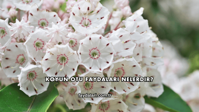 Koyun Otu Faydaları Nelerdir?