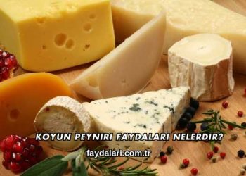 Koyun Peyniri Faydaları Nelerdir?