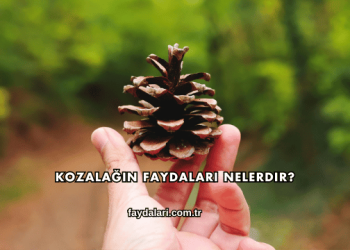 Kozalağın Faydaları Nelerdir?