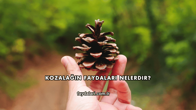 Kozalağın Faydaları Nelerdir?