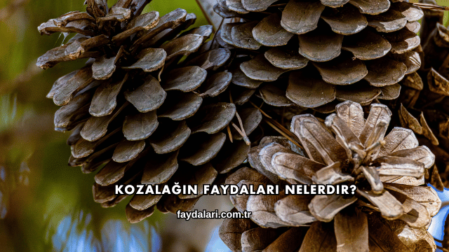 Kozalağın Faydaları Nelerdir?