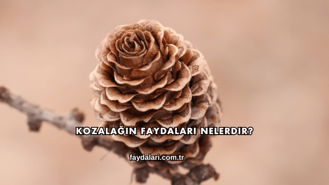 Kozalağın Faydaları Nelerdir?