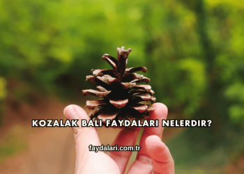 Kozalak Balı Faydaları Nelerdir?