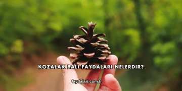 Kozalak Balı Faydaları Nelerdir?