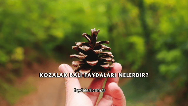 Kozalak Balı Faydaları Nelerdir?