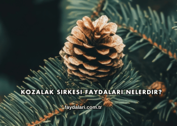 Kozalak Sirkesi Faydaları Nelerdir?