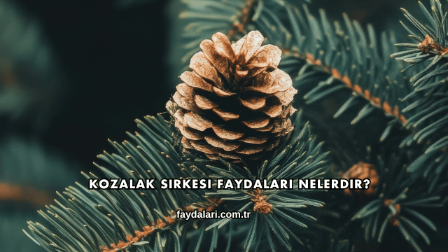 Kozalak Sirkesi Faydaları Nelerdir?