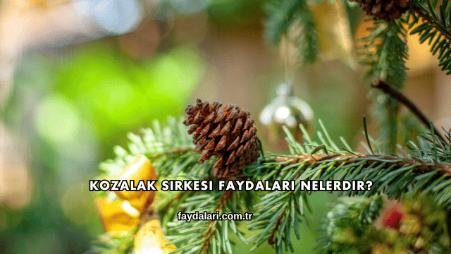 Kozalak Sirkesi Faydaları Nelerdir?