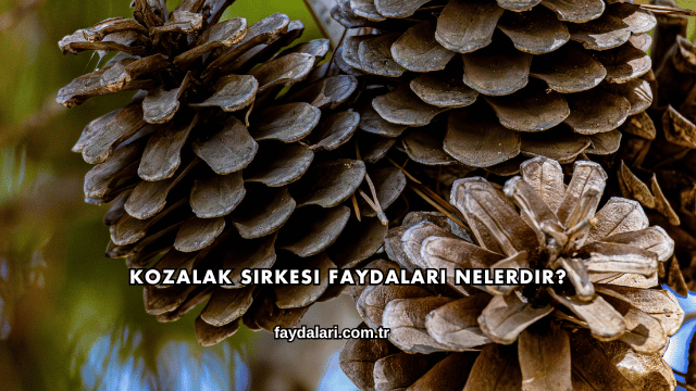 Kozalak Sirkesi Faydaları Nelerdir?