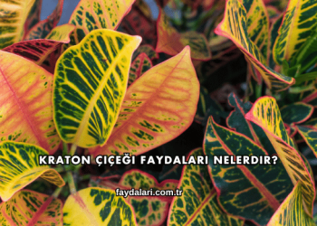 Kraton Çiçeği Faydaları Nelerdir?