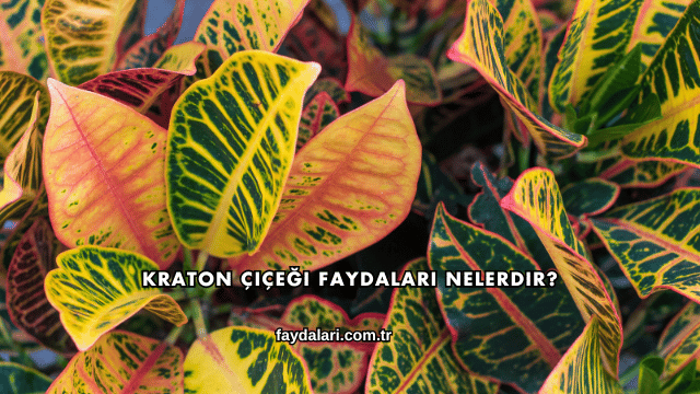 Kraton Çiçeği Faydaları Nelerdir?