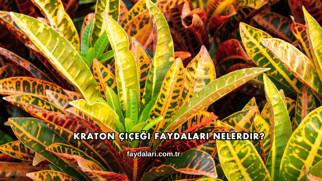Kraton Çiçeği Faydaları Nelerdir?